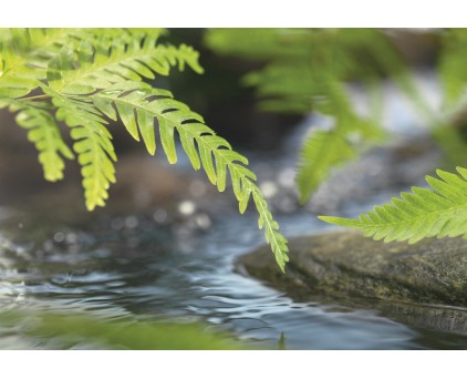 1-611 Фотообои Komar ''Along the River"