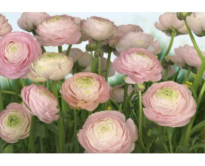 8-894 Фотообои Komar "Gentle Rosé"